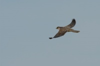 Sokol stehovavy - Falco peregrinus - Peregrine Falcon 6148